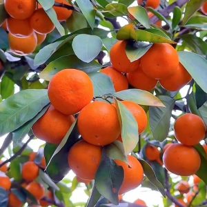 দার্জিলিং বাংলা কমলা ৩ পিচ